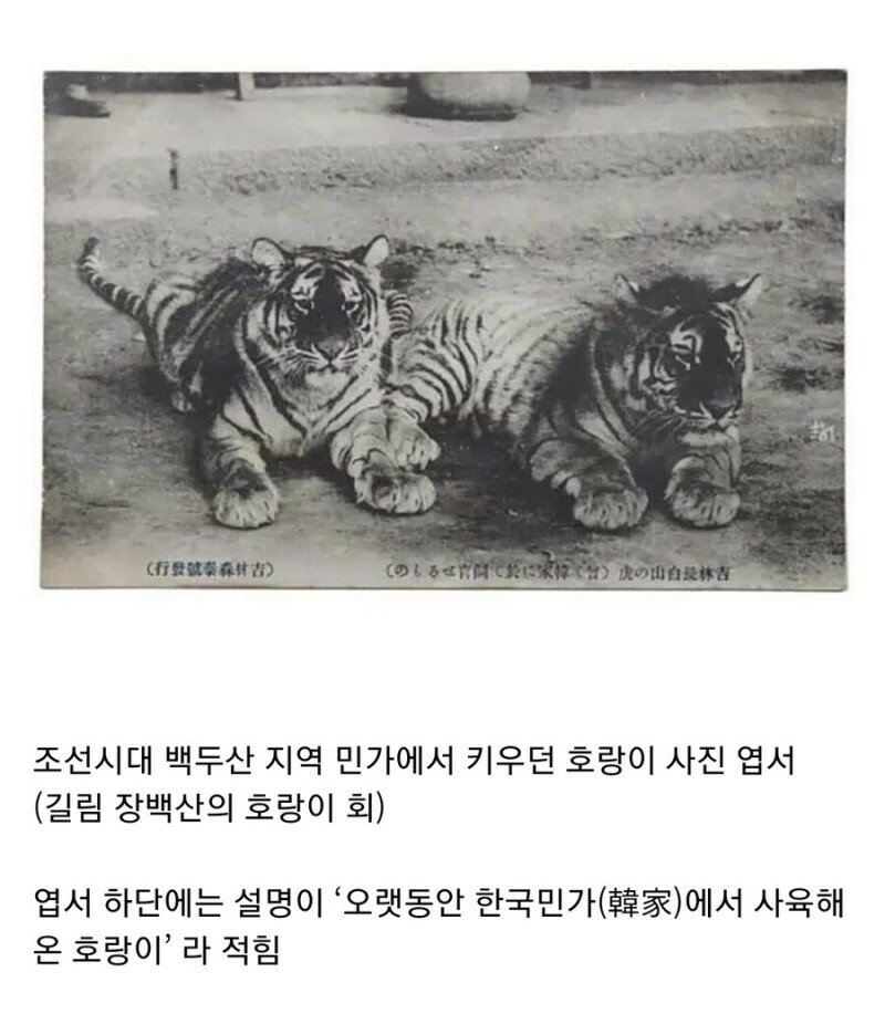 조선시대 애옹이들.