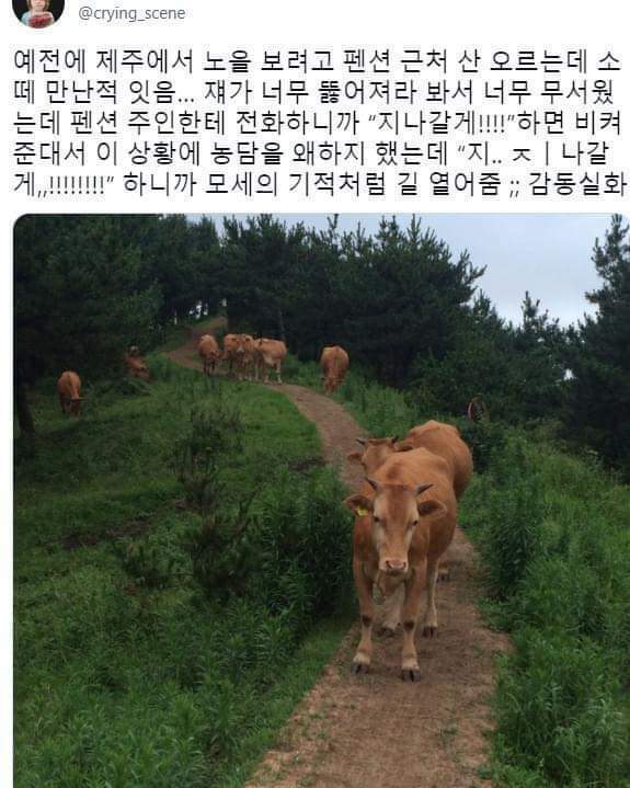 제주에서 소떼를 만날때 대처법