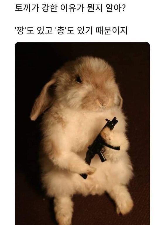 토끼가 강한 이유.
