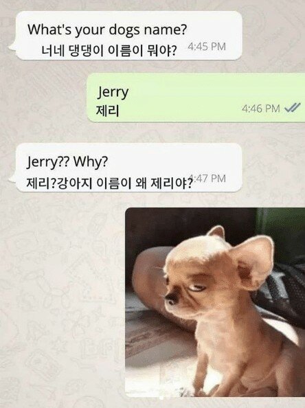 왜 강아지 이름이 제리야?