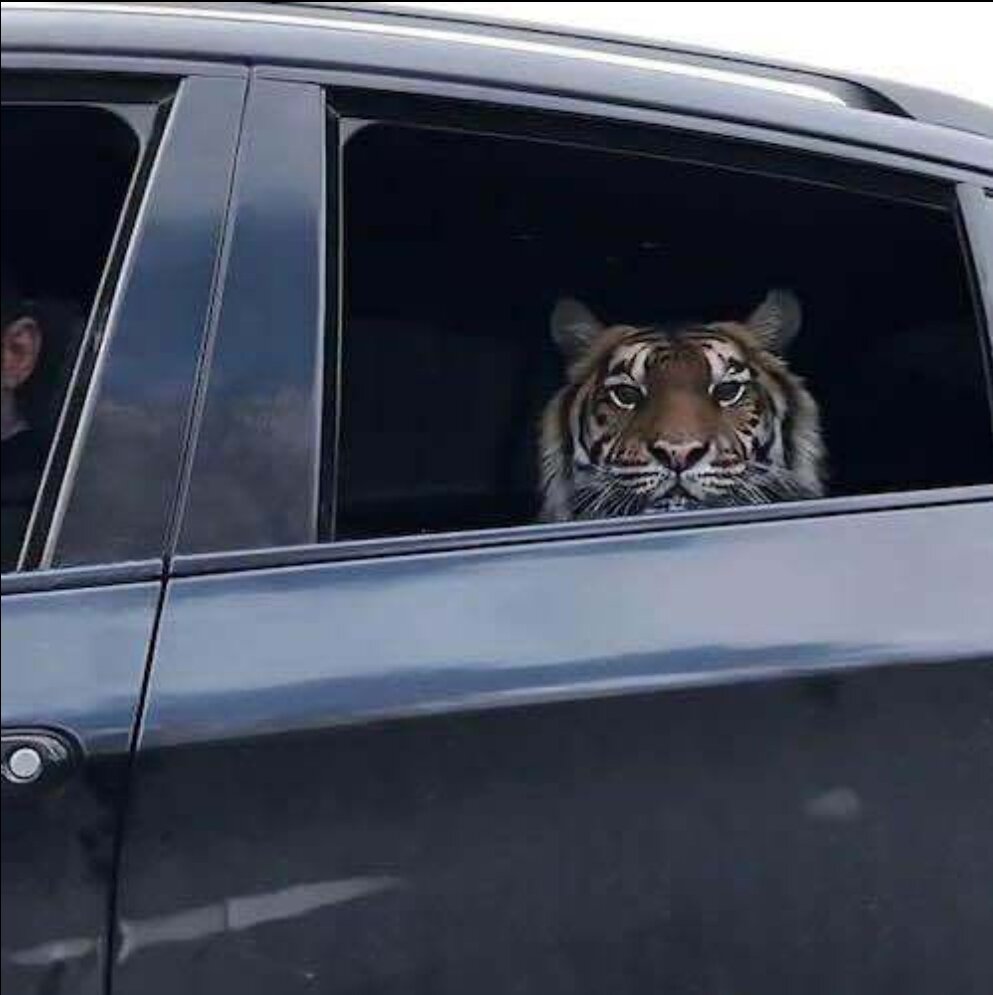호랑이가 차 창문을 내리며 말합니다.