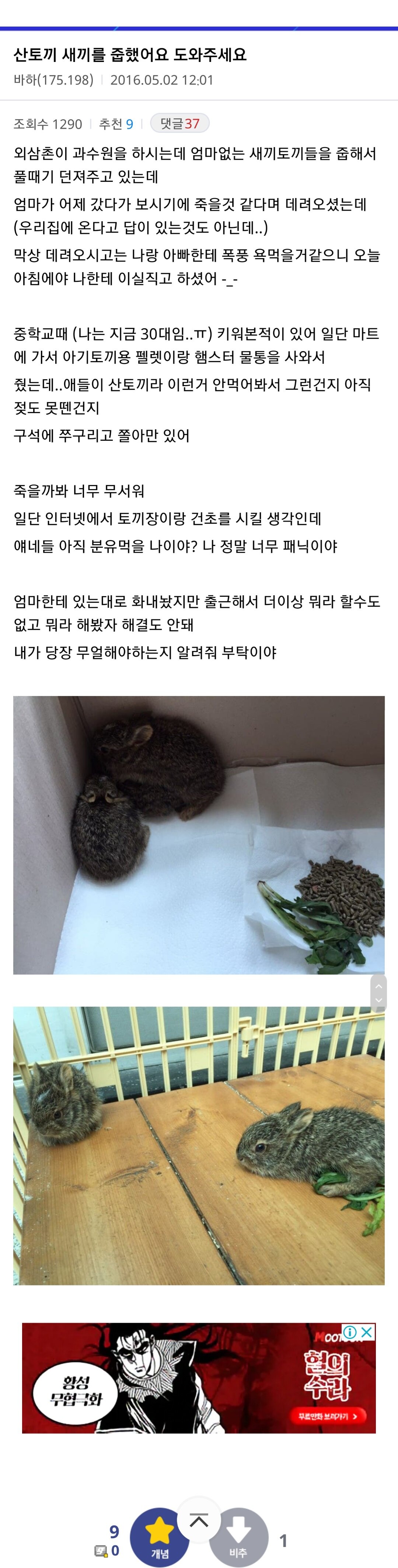 산에서 토끼를 발견한 디시인