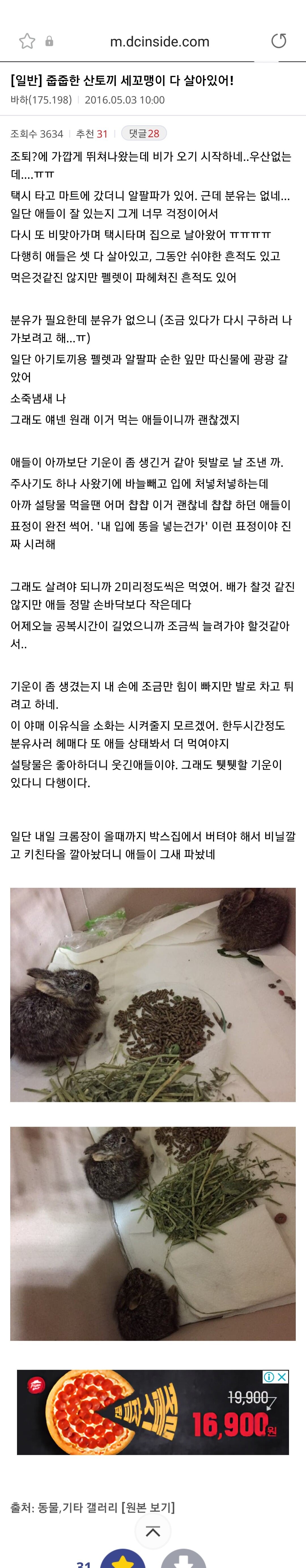 산에서 토끼를 발견한 디시인