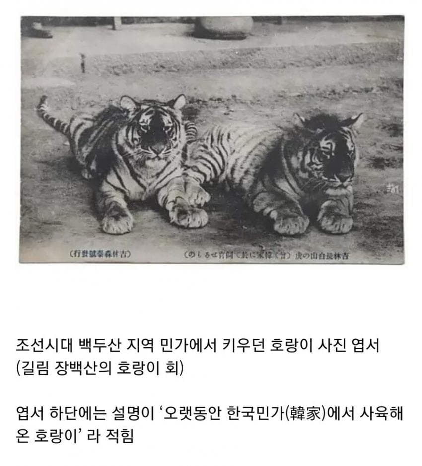 조선시대 호랑이 썰 모음2