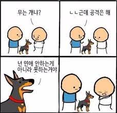 댕댕이 보다 왜 냥이인가 하니