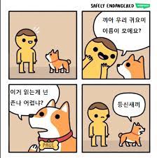 댕댕이 보다 왜 냥이인가 하니