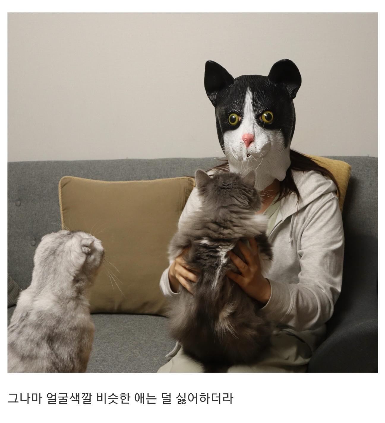 고양이들이 쫄아버린 이유