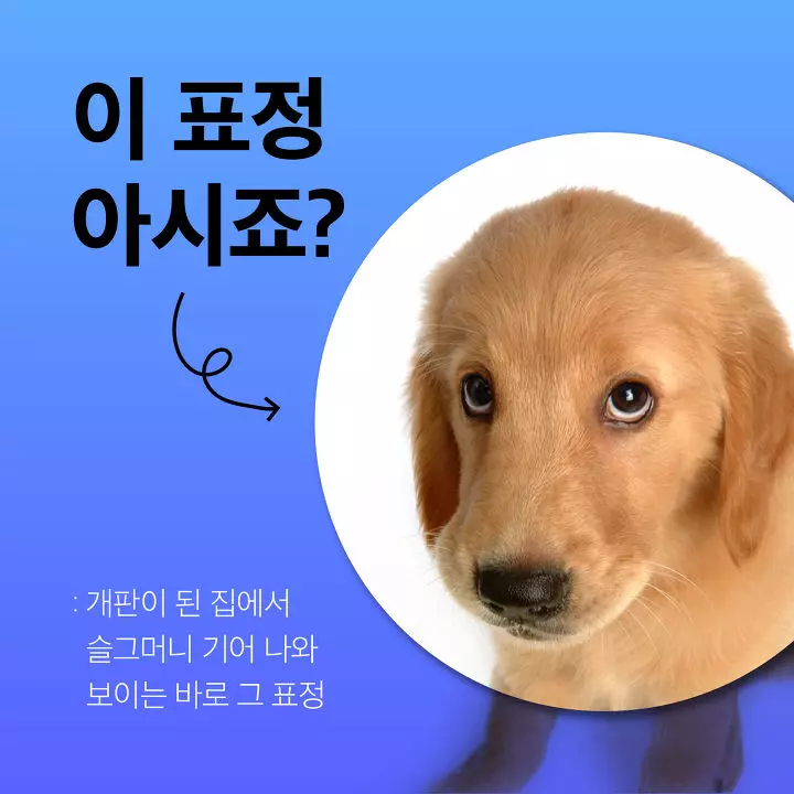 개키우는 사람이 분위기 싸해질때