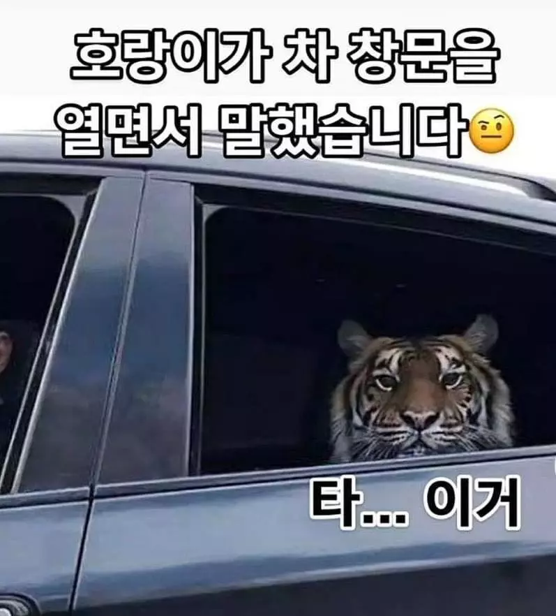 호랑이해를 맞이해서 호랑이 유머