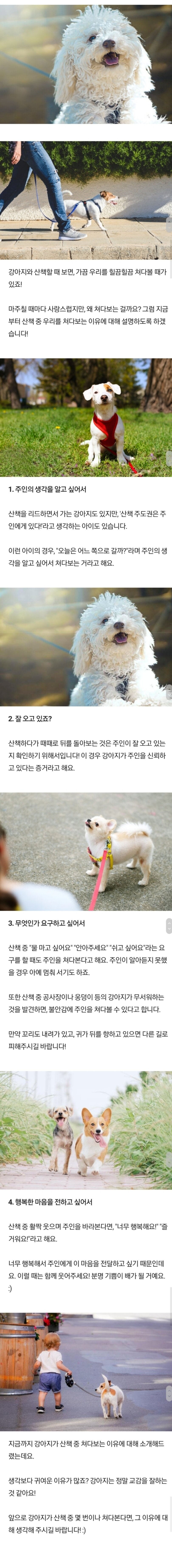 강아지가 산책 중 주인을 바라보는 이유