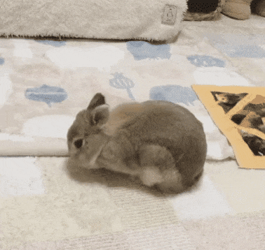 토끼가 잠드는데 걸리는 시간