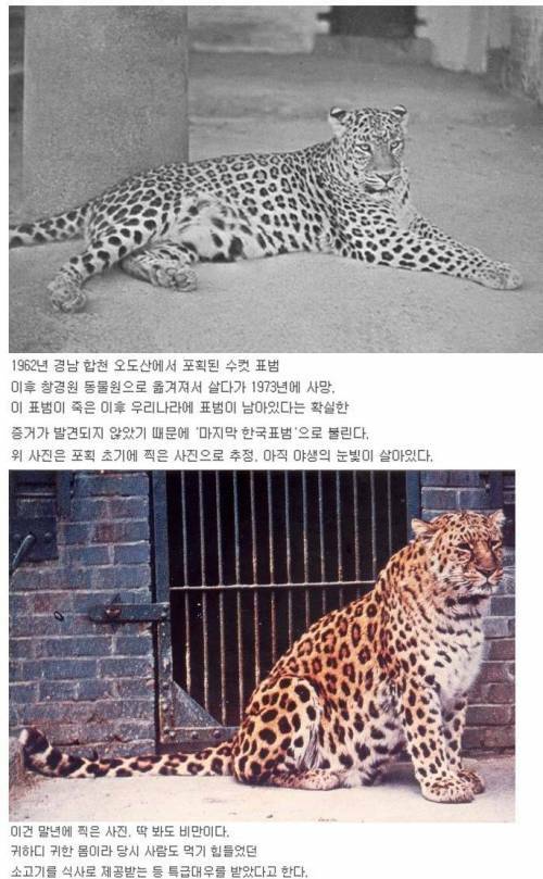 한국 마지막 표범의 최후