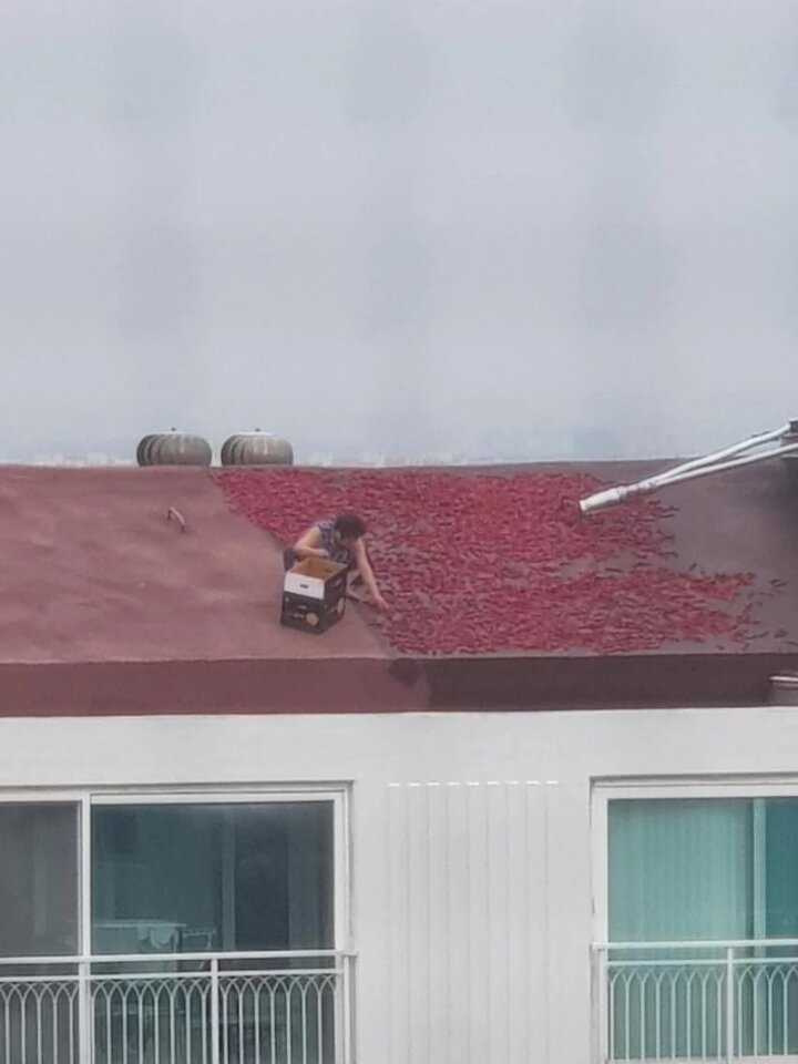 아파트 지붕에서 고추 널고있는 아주머니들